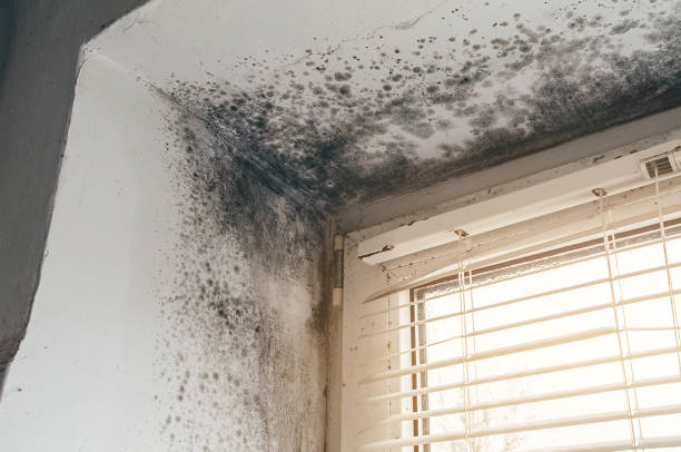 Affordable Mold Cleanup solutions in Richboro, PA