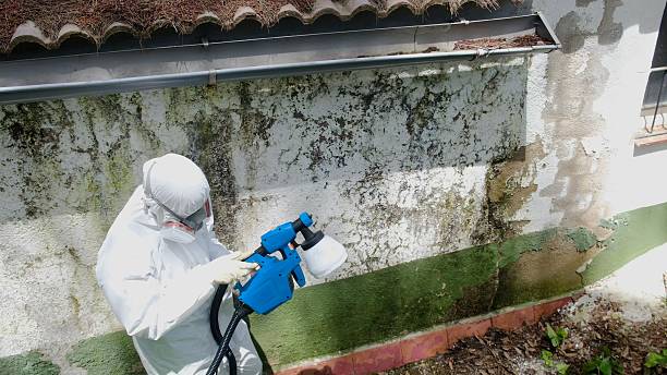 Top rated local Mold Cleanup specialists in Richboro, PA